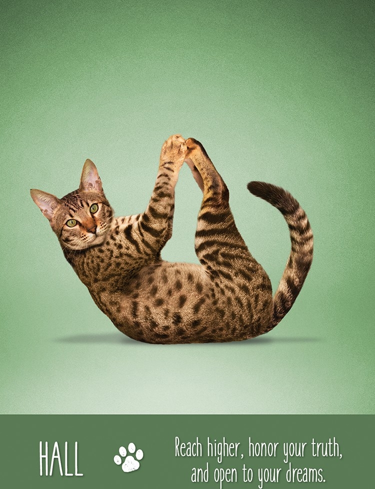 Yoga Cats Deck Book Set Йога Кошек %% Иллюстрация 1