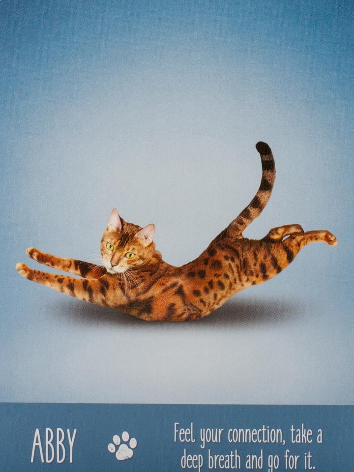 Yoga Cats Deck Book Set Йога Кошек %% Иллюстрация 4