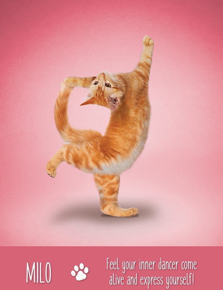 Yoga Cats Deck Book Set Йога Кошек %% Иллюстрация 8