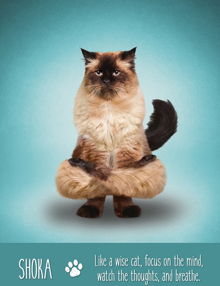 Yoga Cats Deck Book Set Йога Кошек %% Иллюстрация 9