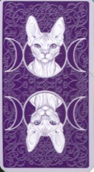 Tarot of Pagan Cats. Таро Языческих кошек (мини) %% Рубашка