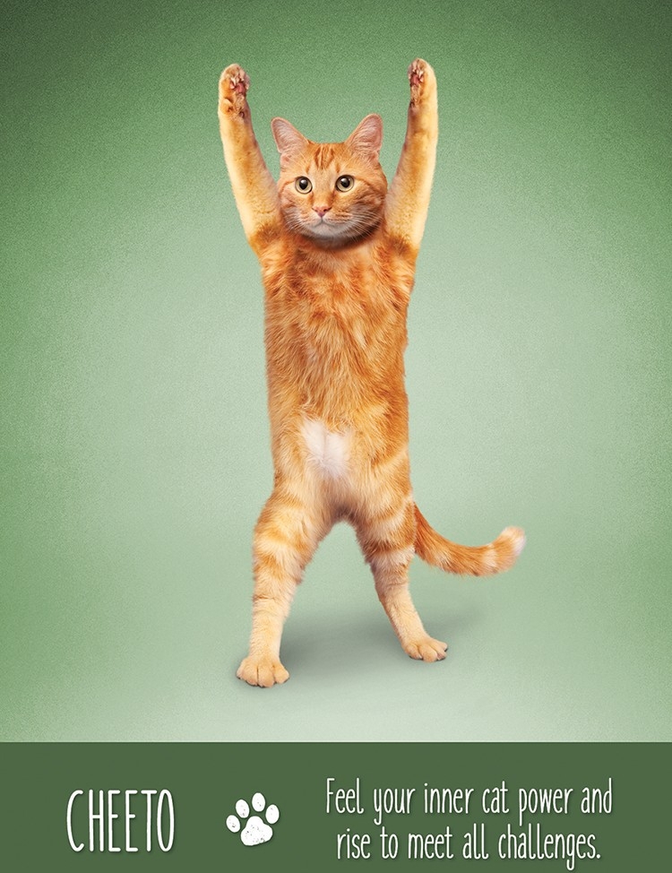 Yoga Cats Deck Book Set Йога Кошек %% Иллюстрация 10