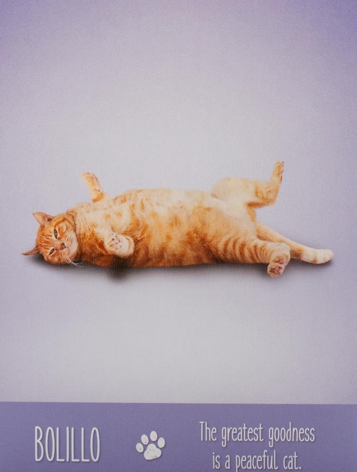 Yoga Cats Deck Book Set Йога Кошек %% Иллюстрация 2