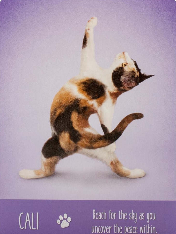 Yoga Cats Deck Book Set Йога Кошек %% Иллюстрация 3